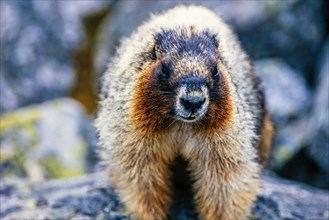 Close up at an Hoary marmot