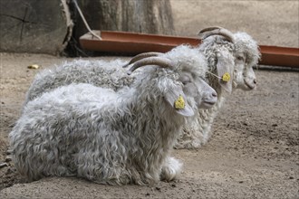 Angora domestic goat