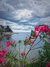 Pink Nerium Oleander flowers on the bulgarian coastline with a view to the Black Sea. The old town of Nessebar