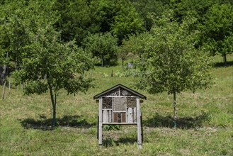 Bees and insect house