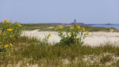 Yellow flowers in the dunes