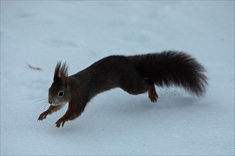 Squirrel stretched in snow jumping left seeing