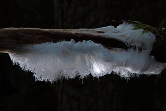 Hair ice fruiting bodies white wavy ice needles on tree trunk in the back light
