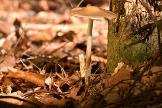 Wild mushroom in the autumnal mixed forest of the Hunsrueck in the morning sun