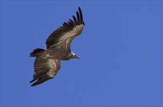 The griffon vulture