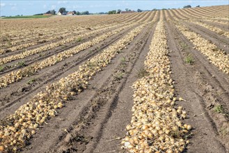 Harvested yellow onions in rows for drying in the field on Loederup