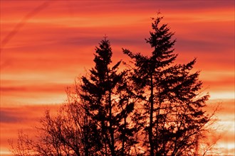 Evening red trees in front of reddish cloud structures