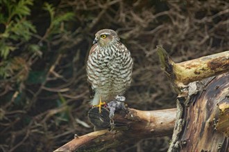 Female sparrowhawk holding prey sitting on wooden pile seen from front left