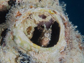 A sabre-toothed blenny