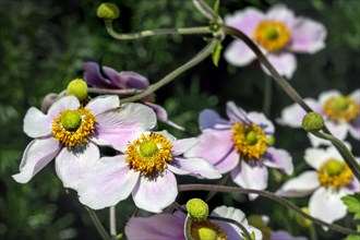 Flowers and buds of the Japanese anemone hupehensis