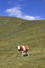 Cow grazing on the Trattbergalm