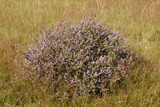 Flowering common heather