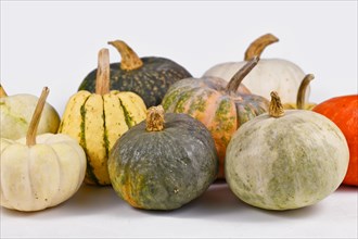 Mix of different colorful pumpkins and squashes on light gray background