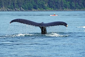 Fluke of a diving humpback whale