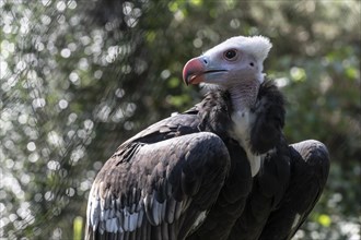 Woolly-headed Vulture