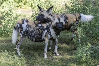 African wild dogs