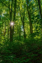 Sun star in a deciduous forest