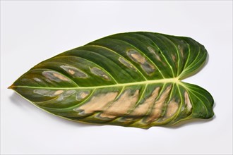 Dark and dried spots caused by sunborn on houseplant leaf of Philodendron plant
