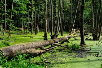 Forest lake with green water