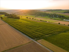 Aerial view of a maize field at sunset
