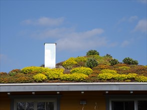 Wooden house with colourful flowering green roof