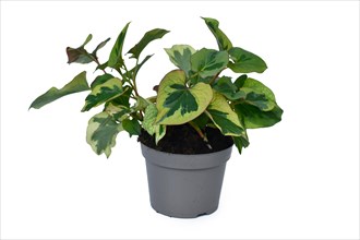 Green and yellow 'Houttuynia Cordata Chameleon' plant in flower pot on white background