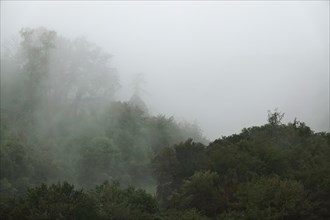 Forest at the Edersee in late summer