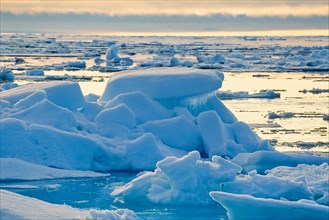 Ice floes in the arctic sea in the golden hour light of the midnight sun