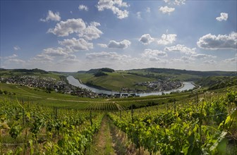 Vineyard on the Moselle