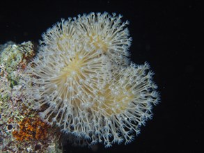 Common mushroom coral
