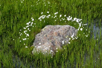 Lake with lots of cottongrass
