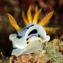 Extreme close-up of head of nudibranch