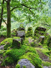 Moss-covered rock formation in the forest consists of large