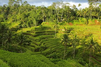 Rice Terraces Tegallalang