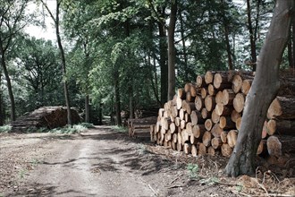 Wood piles in the forest
