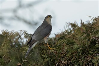 Sparrowhawk male sitting on garden hedge looking right against blue sky
