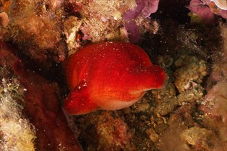 Red sea squirt