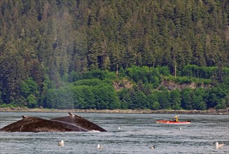 Two giant humpback whales in front of small kayak and tourist boat