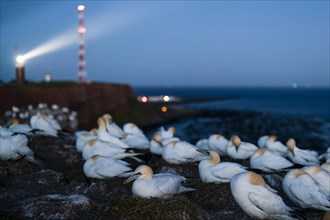 Northern gannet