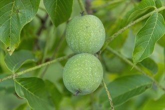 Unripe persian walnuts