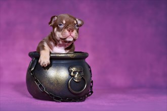 Mocca Orange Tan French Bulldog dog puppy in Halloween witch cauldron on purple background