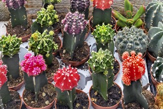 Flowering cacti in a garden centre