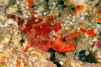 Close-up of small red scorpionfish