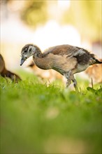 Egyptian goose chick in meadow