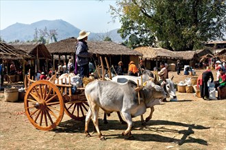 Ox cart at the market