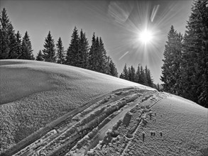 Trace of skis in front of trees