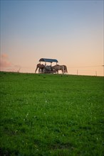 Horses at feeding basket in the sunset