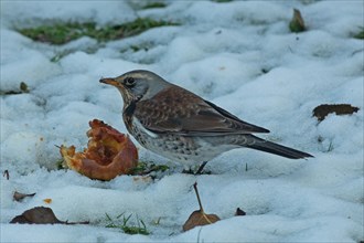 Fieldfare standing next to apple in snow left looking