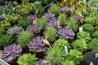 Various succulents in a garden centre