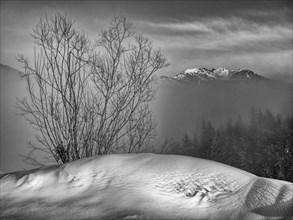 Bush in snow back light and fog in front of mountains in winter